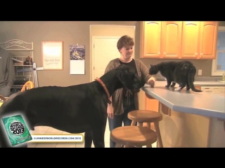 Самая высокая собака.