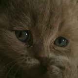 Алла Меньшикова